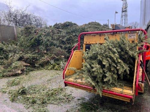 People are being encouraged to dispose of their Christmas tree responsibly so it can be turned into plant bedding