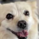A Doghood profile - credit Doghood/ Animal News Agency 