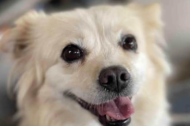 A Doghood profile - credit Doghood/ Animal News Agency 