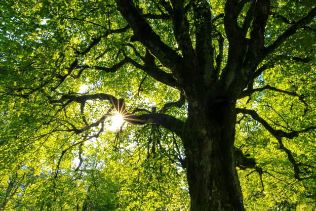 So far, the council had planted – or enabled the planting of – nearly 325,000 trees. Image: Jan Huber via Unsplash