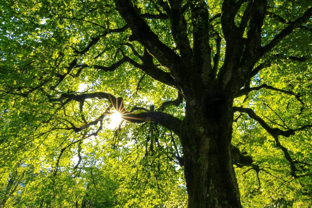 So far, the council had planted – or enabled the planting of – nearly 325,000 trees. Image: Jan Huber via Unsplash