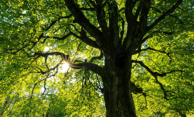 So far, the council had planted – or enabled the planting of – nearly 325,000 trees. Image: Jan Huber via Unsplash