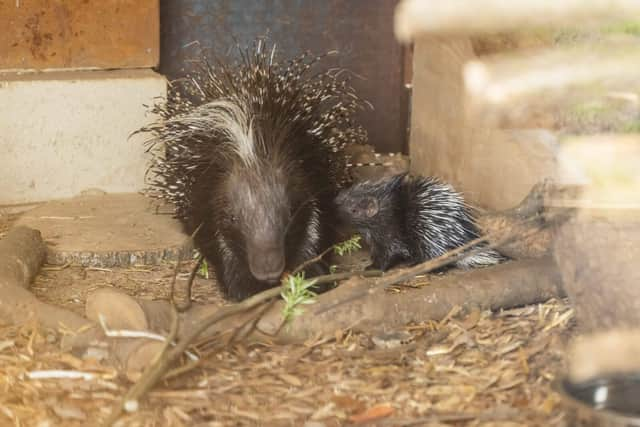 Mum Kimya and baby Dakari at Whipsnade Zoo