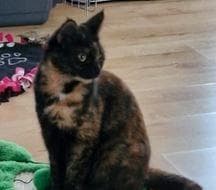 Affectionate feline siblings on hunt for new playmate says Cats Protection Dacorum - Vimarsana News