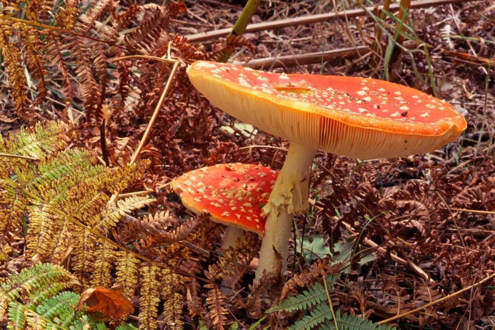 Amanita Muscaria Fungus