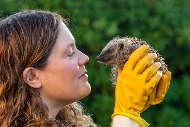 The number of hedgehogs in the UK has fallen, which makes it even more important to take care of the remaining ones. Hedgehog houses can be made easily out of cardboard boxes, dry leaves, grass, and straw