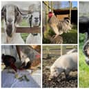 The RSPCA is appealing for residents to adopt goats, pigs and chickens.