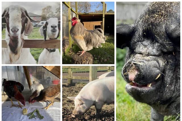 The RSPCA is appealing for residents to adopt goats, pigs and chickens.
