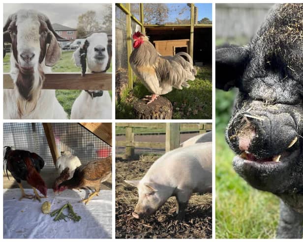 The RSPCA is appealing for residents to adopt goats, pigs and chickens.