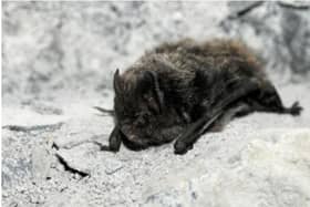 the rare Barbastelle Bat, photo from Jan Svetlik (c)