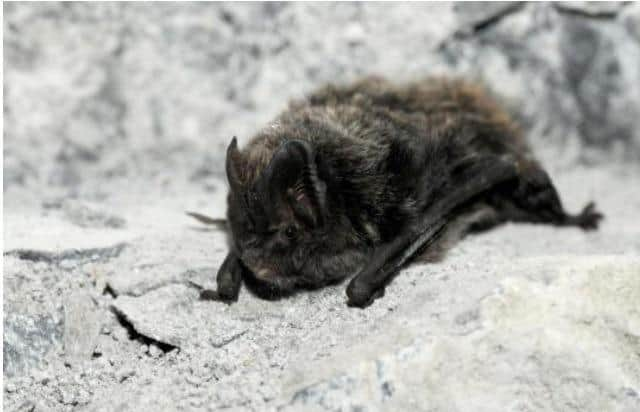 the rare Barbastelle Bat, photo from Jan Svetlik (c)