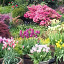 The unique and private garden at Patchwork will be open for charity on April 30 as part of the National Garden Scheme
