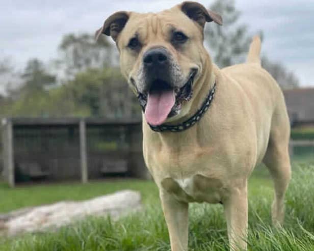 Five-year-old mastiff Nina has been patiently waiting for a new home since November 2022