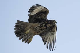 A Harris's hawk spotted in South America used for illustrative purposes (Photo by PABLO PORCIUNCULA/AFP via Getty Images)