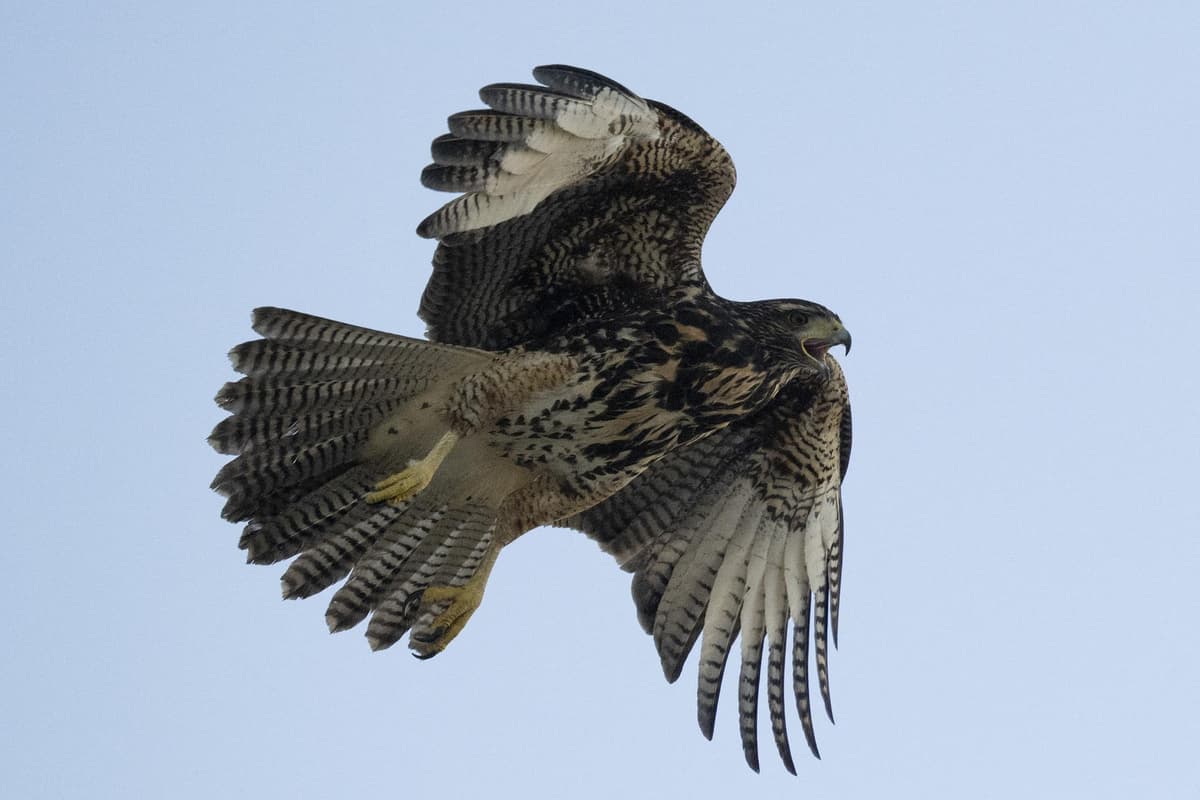 Roaming Hawk 'At least 25' people attacked by Harris's hawk roaming Hertfordshire ...