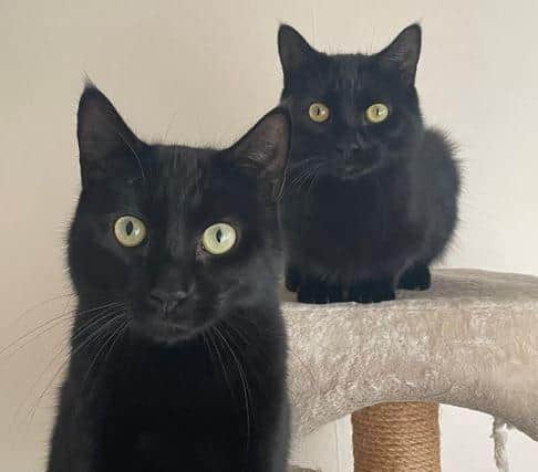 Zeus and Zillo