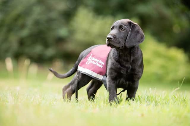 10% of ticket sales from the opening night will go towards training more Hearing Dog puppies.
