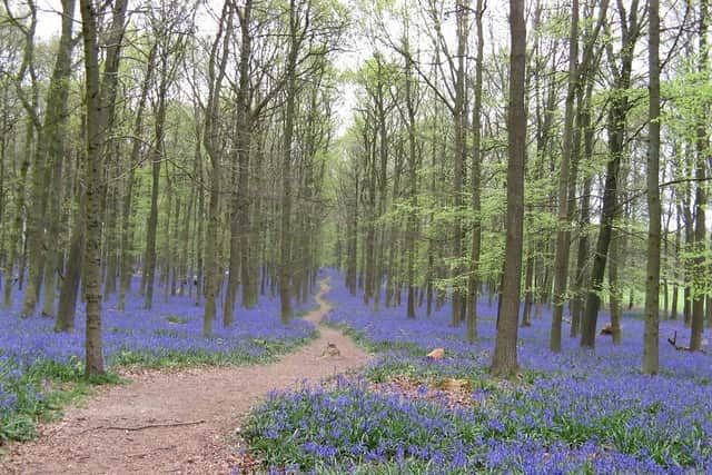 One of the most popular routes on this year's Berkhamsted Walk for The Children's Society was through this stunning bluebell wood