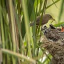 Cuckoo being fed by a Reed Warbler