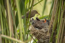 Cuckoo being fed by a Reed Warbler