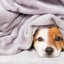 Keeping pets warm this winter is essential (photo: Adobe)