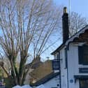 The tree on Station Road