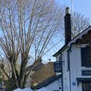 The tree on Station Road