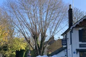The tree on Station Road