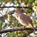 A Nightingale in Song