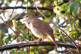 A Nightingale in Song