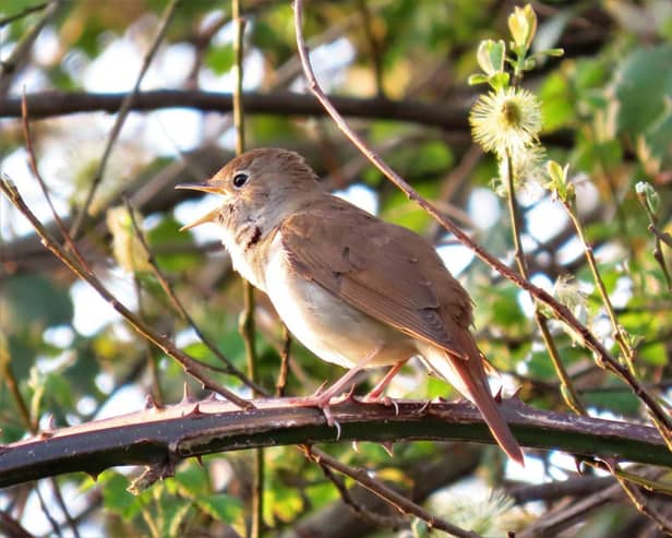 A Nightingale in Song