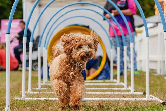 Dog enjoying the agility course at DogFest