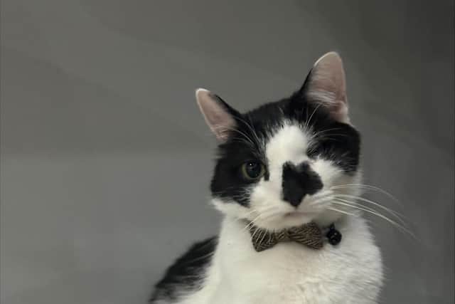 Gus was given life-saving treatment with help from Vets Now