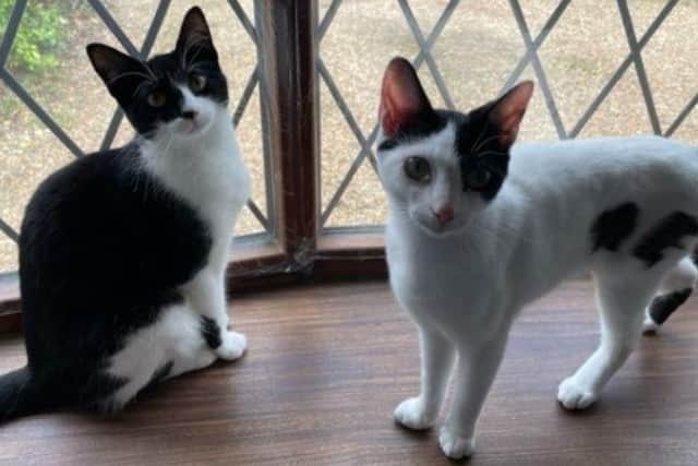 Tibbles and Bubbles