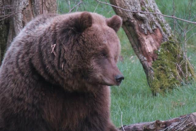 Brown Bear Cinderella emerges from den as she wakes up from torpor at Whipsnade Zoo.