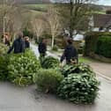Xmas trees being collected by scouts in Berkhamsted