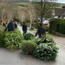 Xmas trees being collected by scouts in Berkhamsted