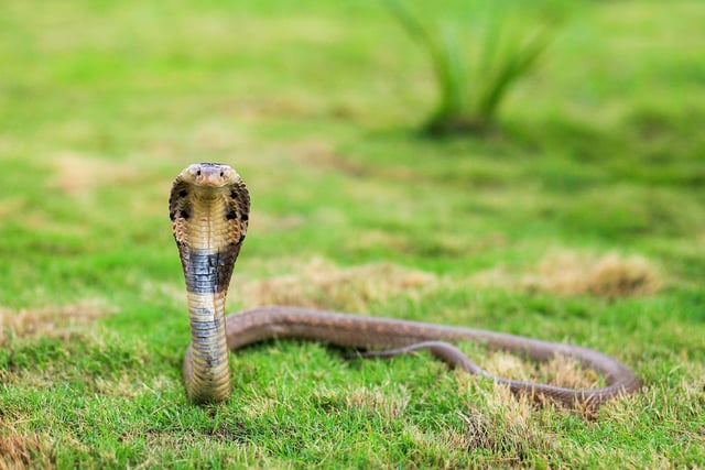 This cobra has one of the fastest acting snake venoms in the world and is widespread across South and Southeast Asia.