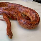 RSPCA asks owners to ensure that their pet is kept secure.