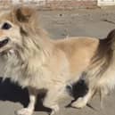 Dan Dan will shortly travel to the UK - NoToDogMeat/ Animal News Agency 