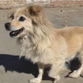 Dan Dan will shortly travel to the UK - NoToDogMeat/ Animal News Agency 