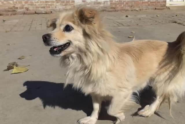Dan Dan will shortly travel to the UK - NoToDogMeat/ Animal News Agency
