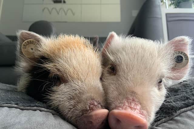 Miniature pigs can live in your home like a dog - Animal News Agency