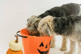 Mollie Kerr of Kelp Social shares ways to keep animals happy and safe this Halloween - Animal News Agency