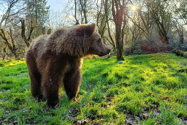Brown Bear Naya plays in the sun as she wakes up from torpor.
