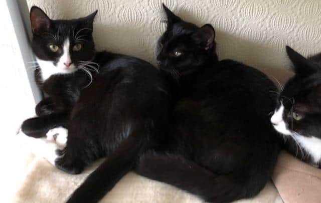 Pip, Polly and Poppet