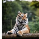 Win an unforgettable trip at Woburn Safari Park