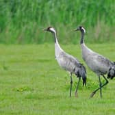 A Pair of Cranes