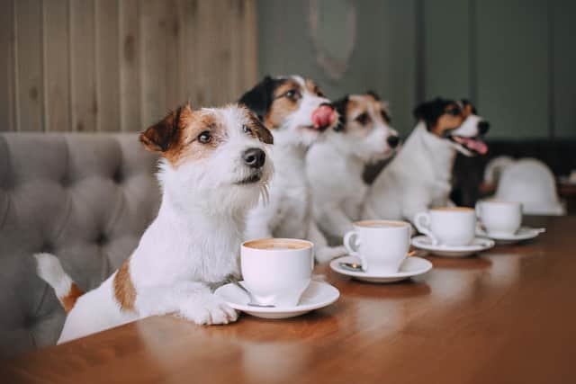 Here are some popular dog-friendly cafes and bars in Glasgow.