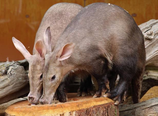 Aardvarks Nacho and Terry at Whipsnade Zoo - Credit ZSL
